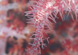 ニシキフウライウオ