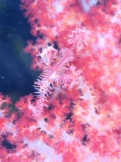 ニシキフウライウオ