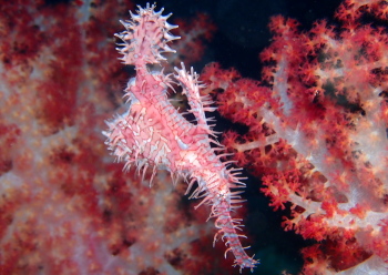 ニシキフウライウオ