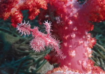 ニシキフウライウオ