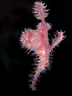 ニシキフウライウオ