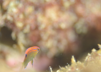 メガネスズメダイ