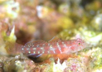 アワイソハゼの一種