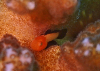 パンダダルマハゼ