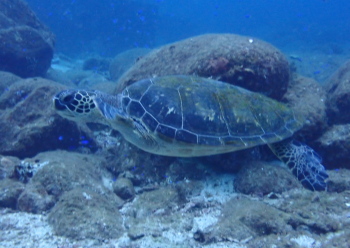 アオウミガメ