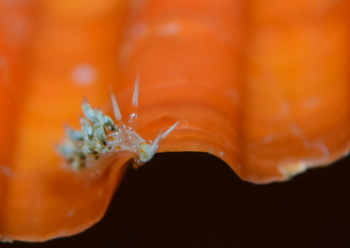 ハクセンミノウミウシモドキ