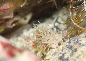 トゲツノメエビ