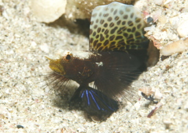 ホタテツノハゼ