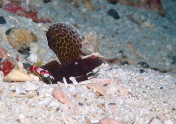 ホタテツノハゼ