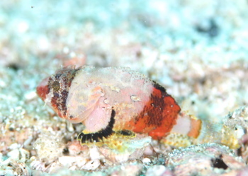 ヒメサンゴカサゴ