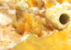 ベニカエルアンコウ