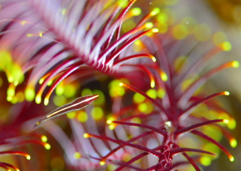 ハシナガウバウオ