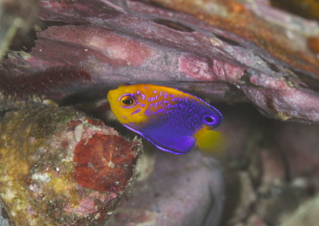 レンテンヤッコ