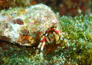 キカザリサンゴヤドカリ