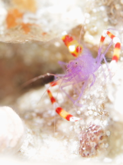 バイオレットボクサーシュリンプ