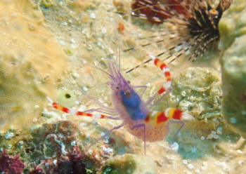 バイオレットボクサーシュリンプ