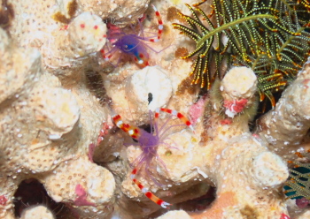 バイオレットボクサーシュリンプ