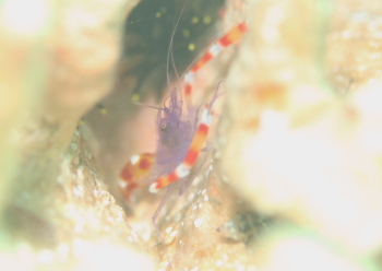 バイオレットボクサーシュリンプ