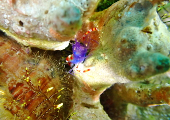 バイオレットボクサーシュリンプ