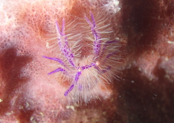 サクラコシオリエビ