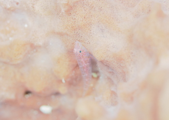 タレクチウミタケハゼ