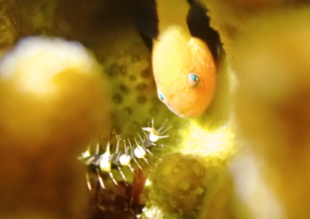 パンダダルマハゼ