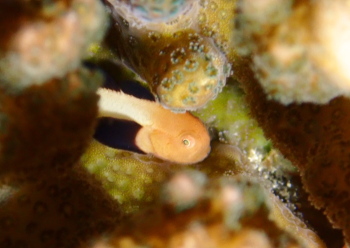 パンダダルマハゼ