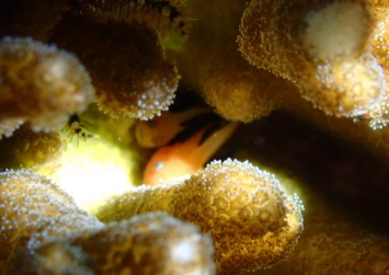 パンダダルマハゼ