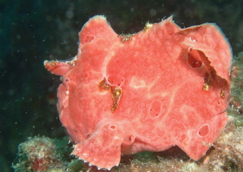 オオモンカエルアンコウ