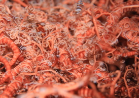 テヅルモヅルエビ