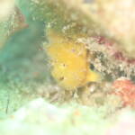 ベニカエルアンコウ