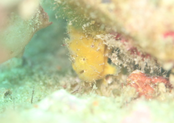 ベニカエルアンコウ