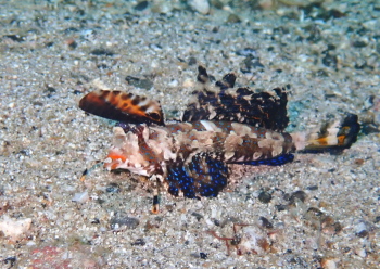 イッポンテグリ