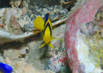 ソメワケヤッコ