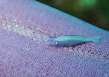 ヒトデヤドリエビ