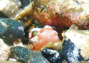 ジョーフィッシュ