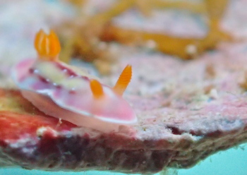 セリスイロウミウシ