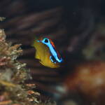 ミヤコキセンスズメダイ