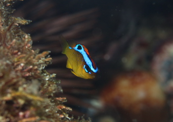 ミヤコキセンスズメダイ