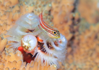 タテジマヘビギンポ