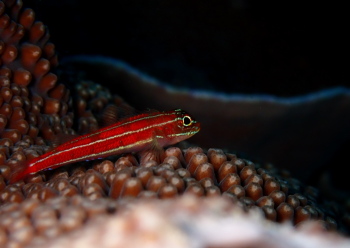 タテジマヘビギンポ