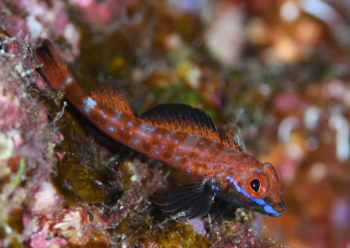 ヨゴレヘビギンポ