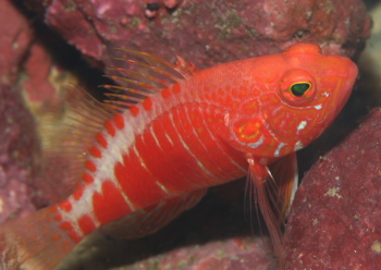 オシャレハナダイ