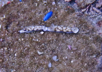 マダライロウミウシ