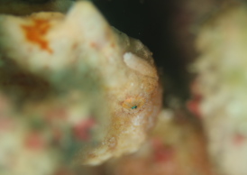 カエルアンコウモドキ