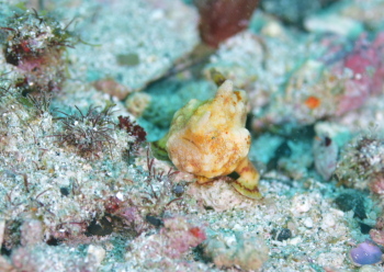 カエルアンコウモドキ