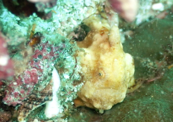 カエルアンコウモドキ