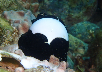 ウミウサギガイ