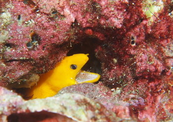 ゴールデンイールモレイ