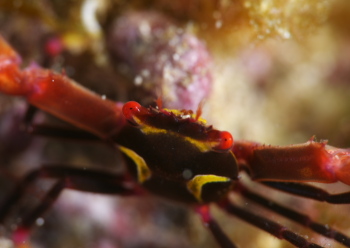 ホシベニサンゴガニ